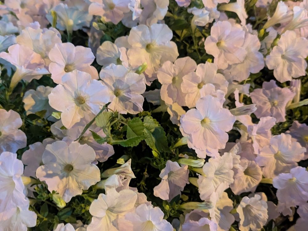 舞花-まいか-の日記