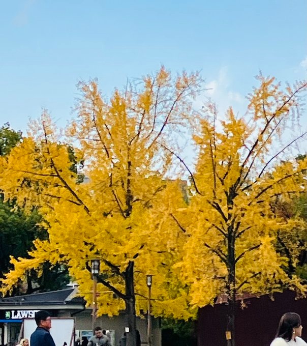 今日もありがとうござの画像