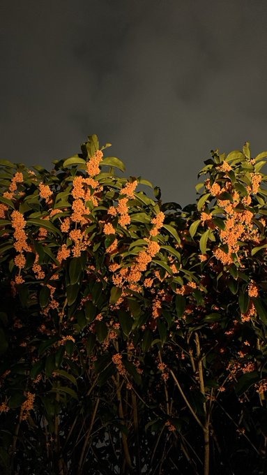 こんばんは&#x1F970;の画像