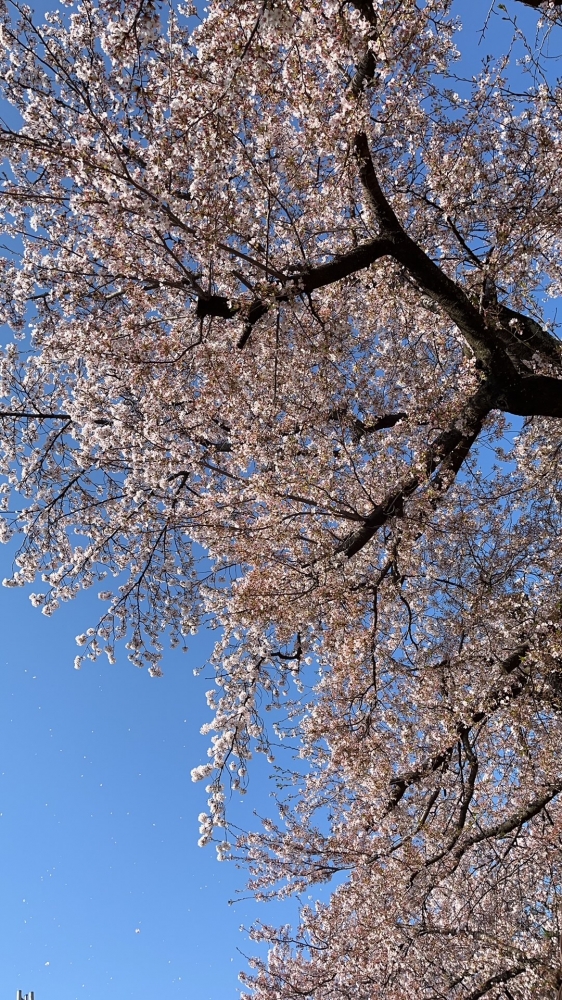 桜吹雪with花粉
おはの画像