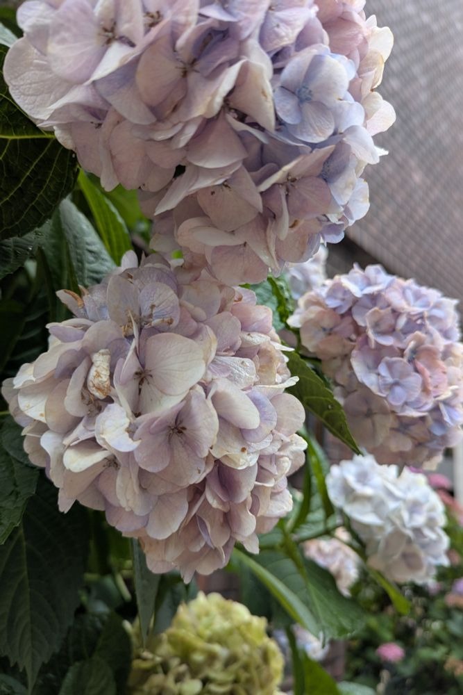 梅雨らしい感じになっの画像