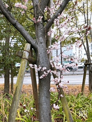 下からニョキ桜❁
おの画像