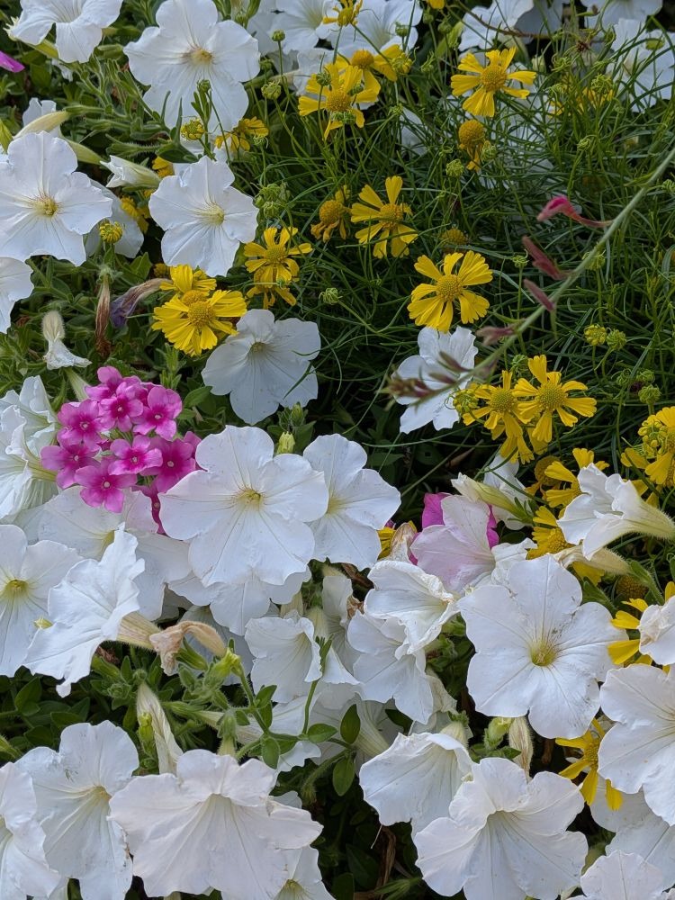 舞花-まいか-の日記