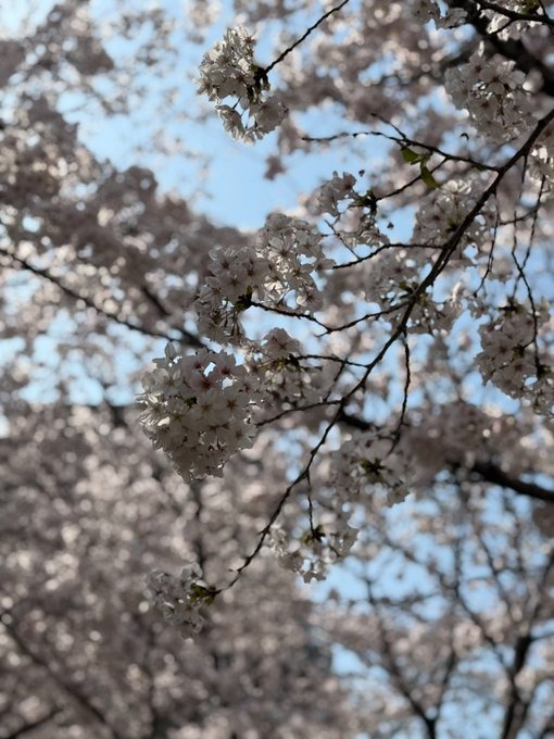(*,,•ᴗ•,,)ﾉﾞ нёllо❁の画像