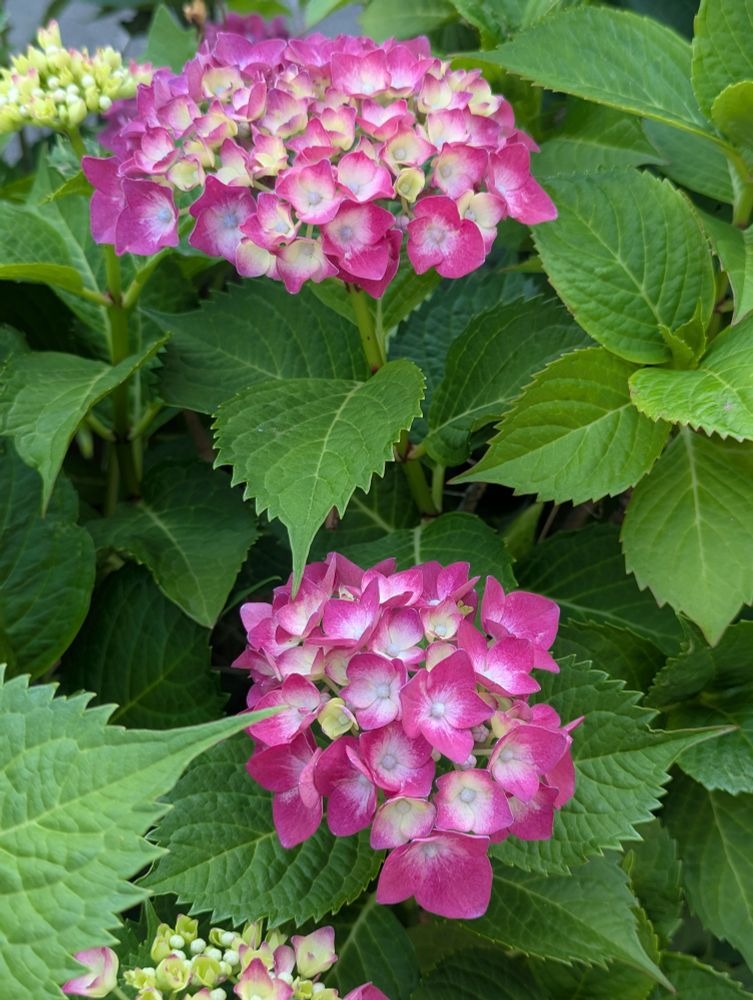 舞花-まいか-の日記