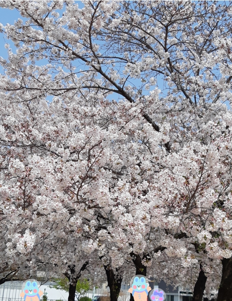 桜もう咲いている！？の画像