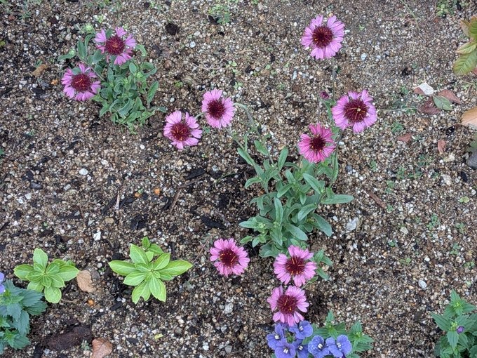 舞花-まいか-の日記