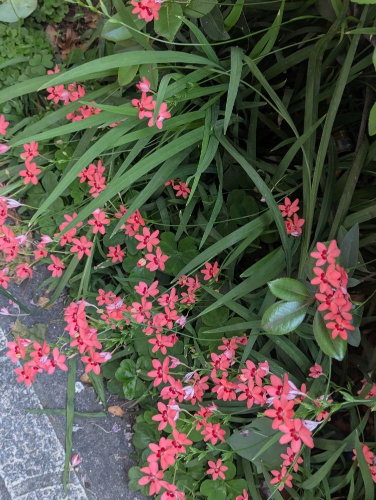舞花-まいか-の日記