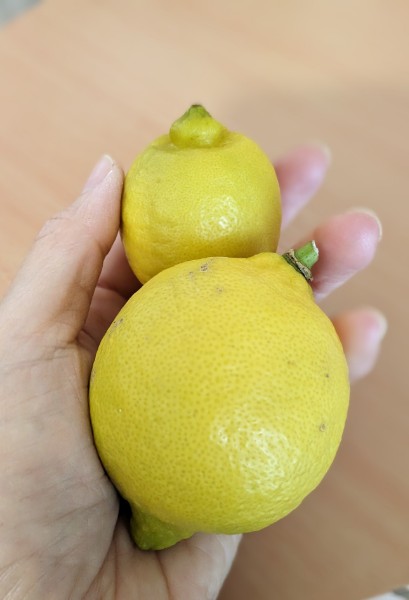 檸檬&#x1F34B;
おはの画像