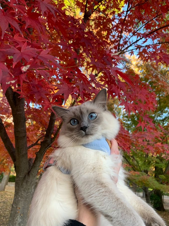 こんにちは今年も紅葉の画像