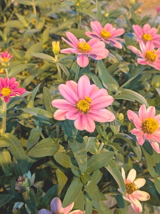 舞花-まいか-の日記